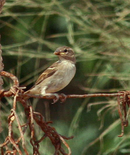 Passera mattugia Passer montanus -  Si discute di Ploceidae.